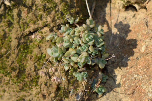 Sedum dasyphyllum