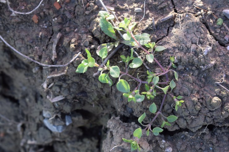 Foglioline ad orecchio di topo -Stellaria sp.