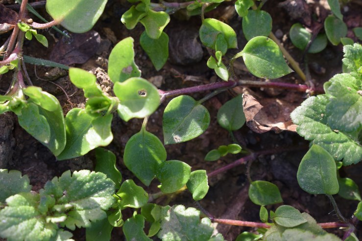 Foglioline ad orecchio di topo -Stellaria sp.