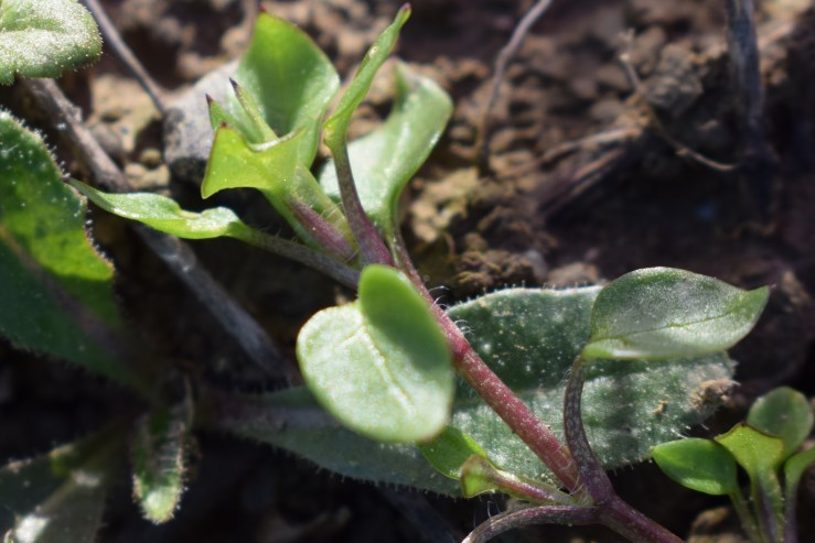 Foglioline ad orecchio di topo -Stellaria sp.