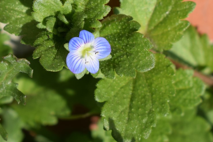 Veronica persica