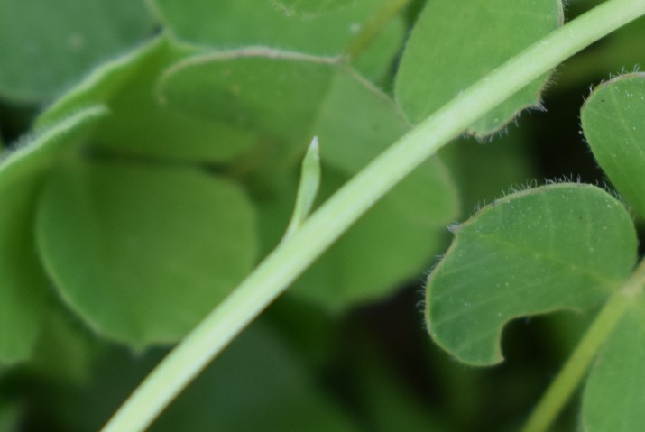 Asteracea