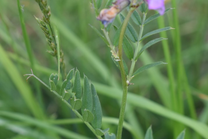 Vicia cfr.sepium