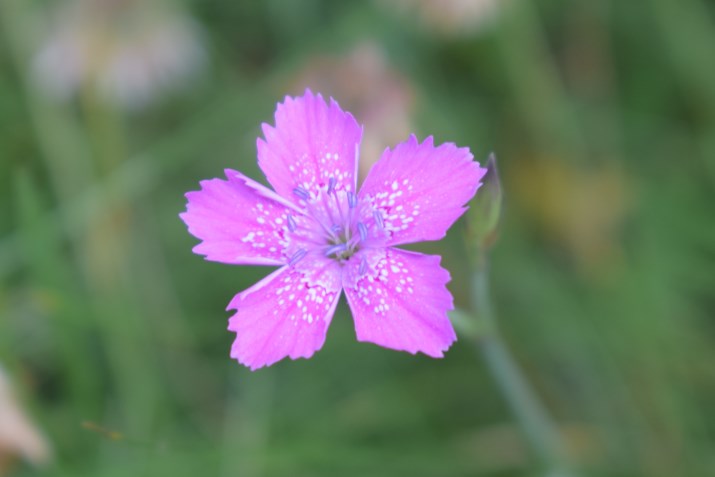 Dianthus deltoides / Garofano deltoide