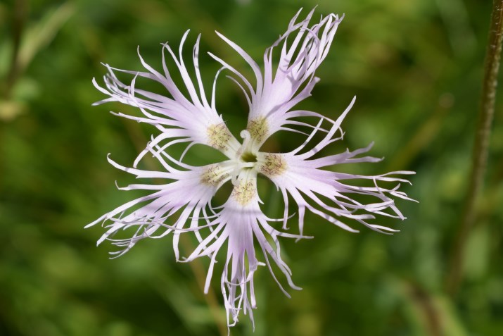 Dianthus di Arabba - Dianthus superbus