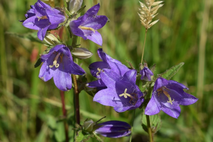Campanula trachelium