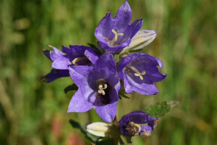Campanula trachelium