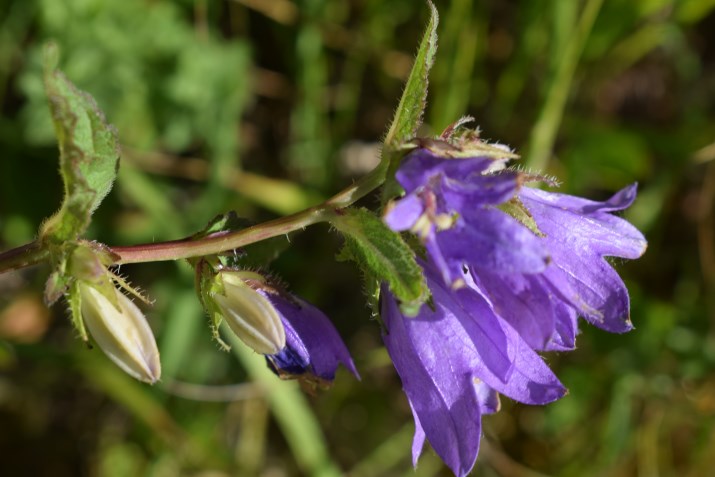 Campanula trachelium