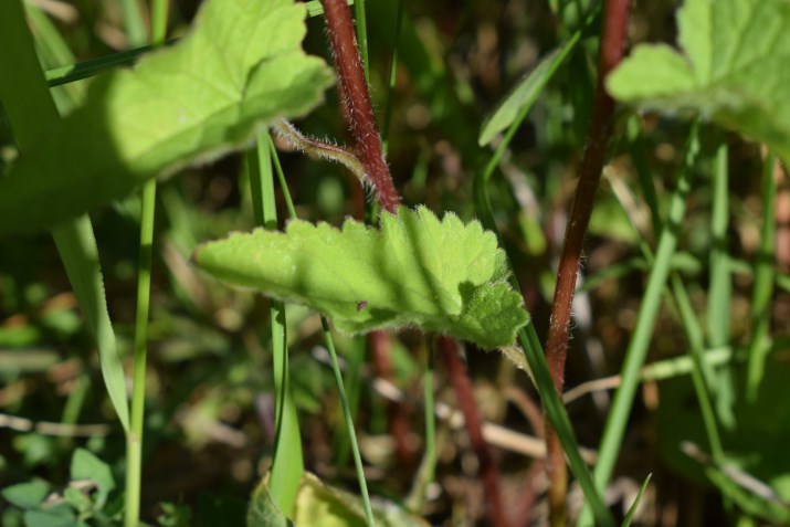 Campanula trachelium
