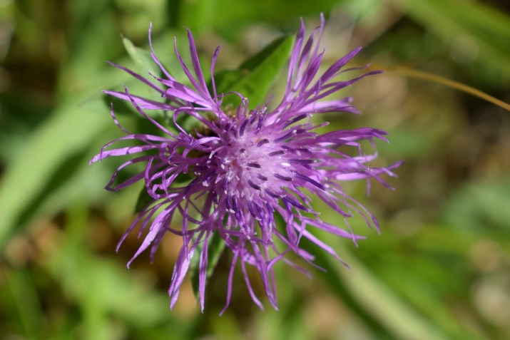 Centaurea nigrescens