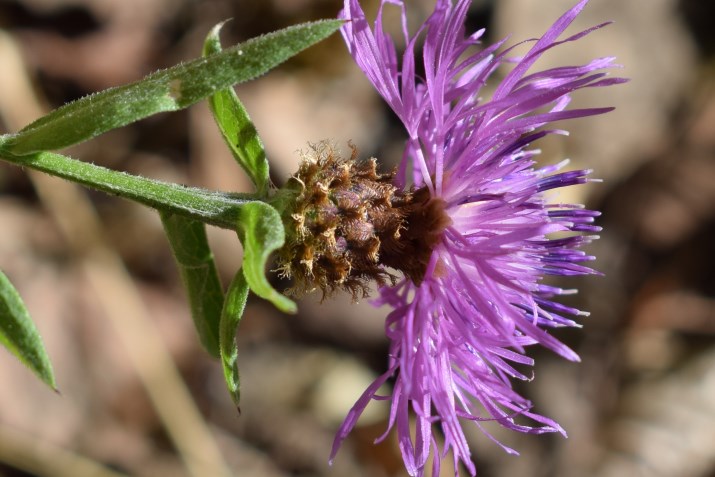 Centaurea nigrescens