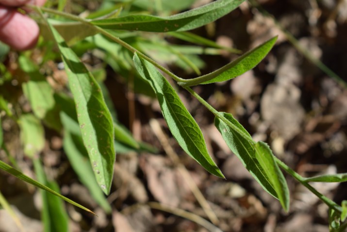 Centaurea nigrescens