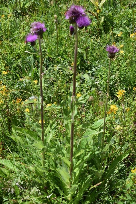 Cirsium heterophyllum