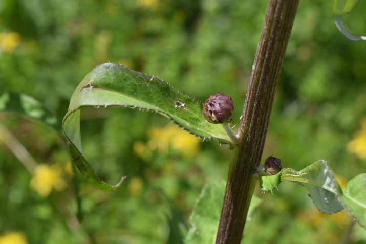 Cirsium heterophyllum
