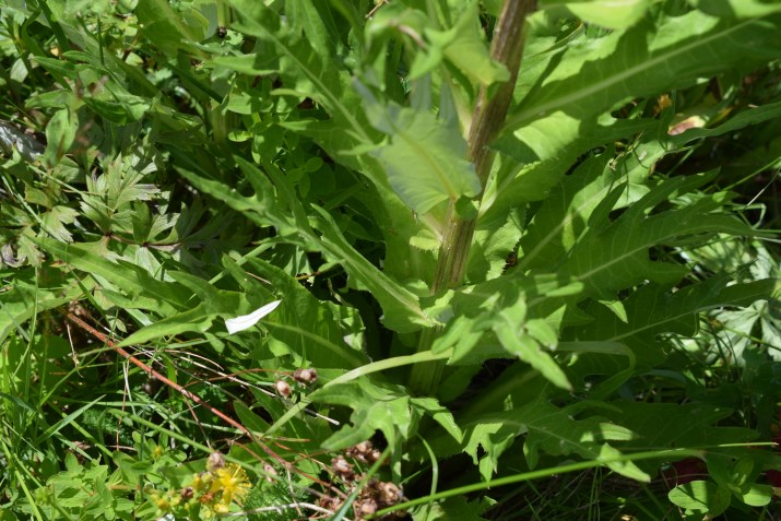 Cirsium heterophyllum