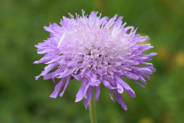 Knautia longifolia / Ambretta alpina