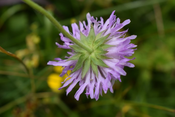 Knautia longifolia / Ambretta alpina