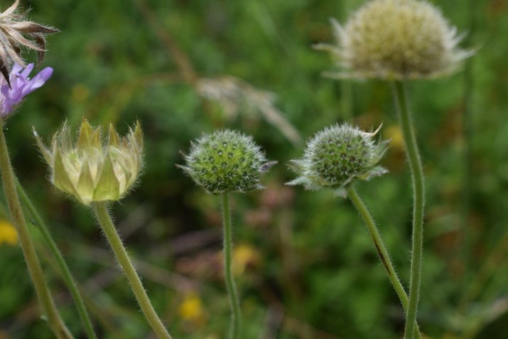 Knautia longifolia / Ambretta alpina