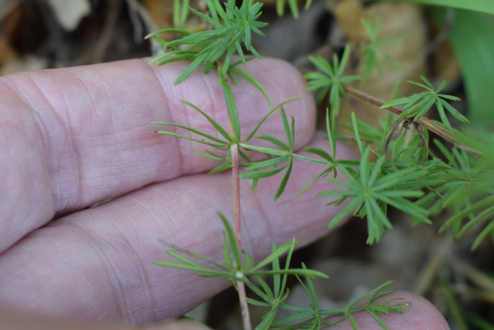 Rubiaceae: Galium sp.?  No,  Asperula purpurea