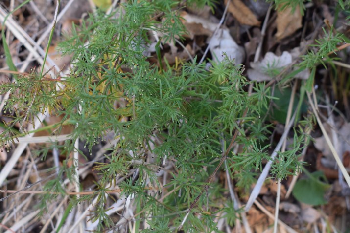 Rubiaceae: Galium sp.?  No,  Asperula purpurea