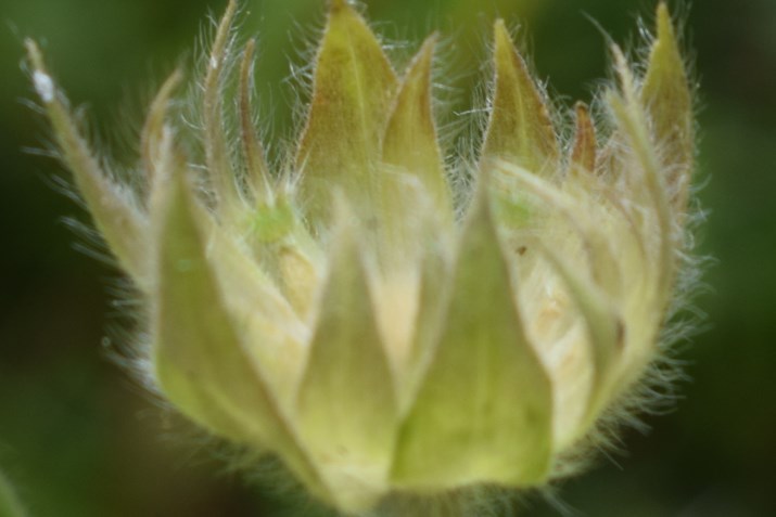 Knautia longifolia / Ambretta alpina