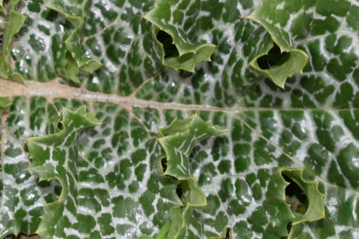 Rosetta con venature bianche - Silybum marianum