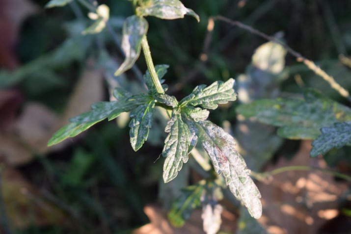 Verbena officinalis