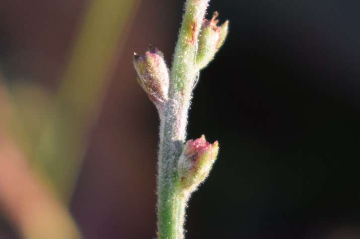 Verbena officinalis