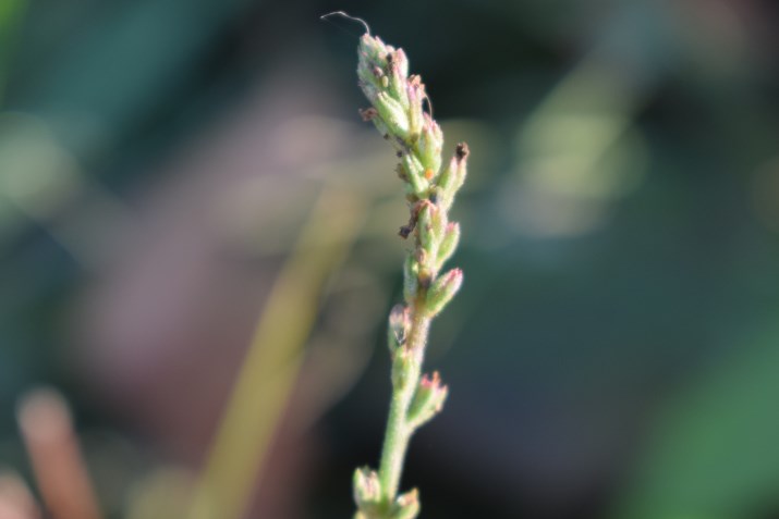 Verbena officinalis