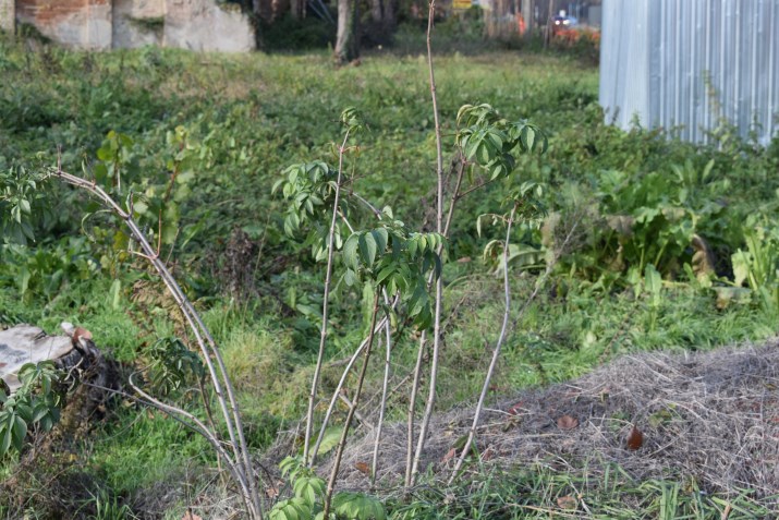 Sambucus nigra