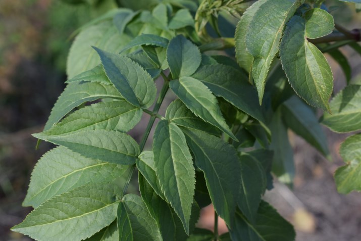 Sambucus nigra