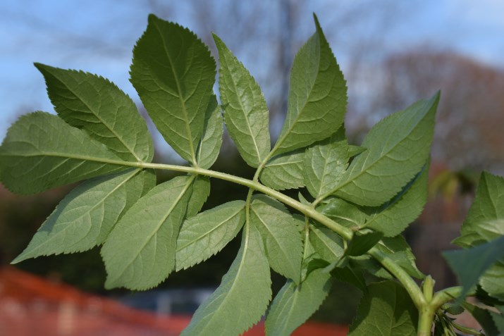 Sambucus nigra