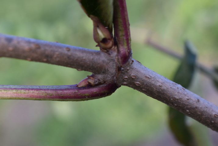 Sambucus nigra