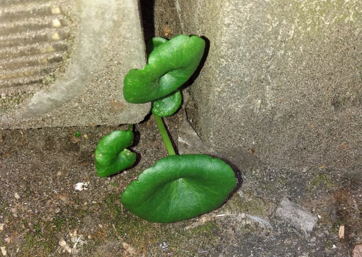 Umbilicus sp