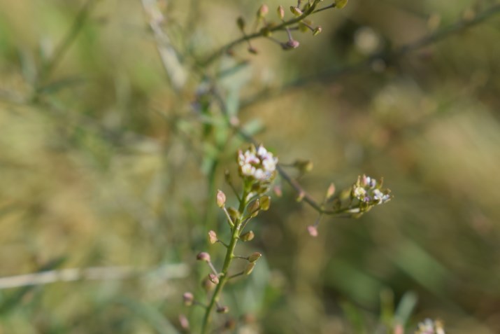 Lepidium graminifolium