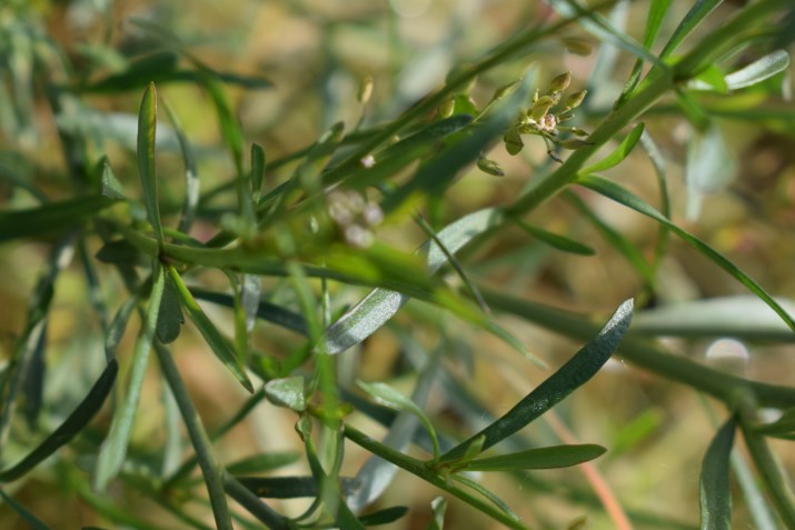 Lepidium graminifolium