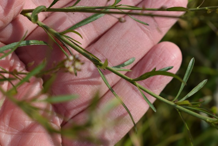 Lepidium graminifolium