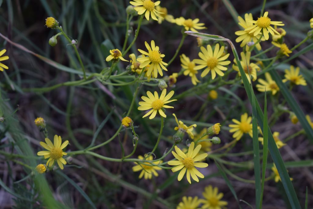 Senecio inaequidens (Asteraceae)