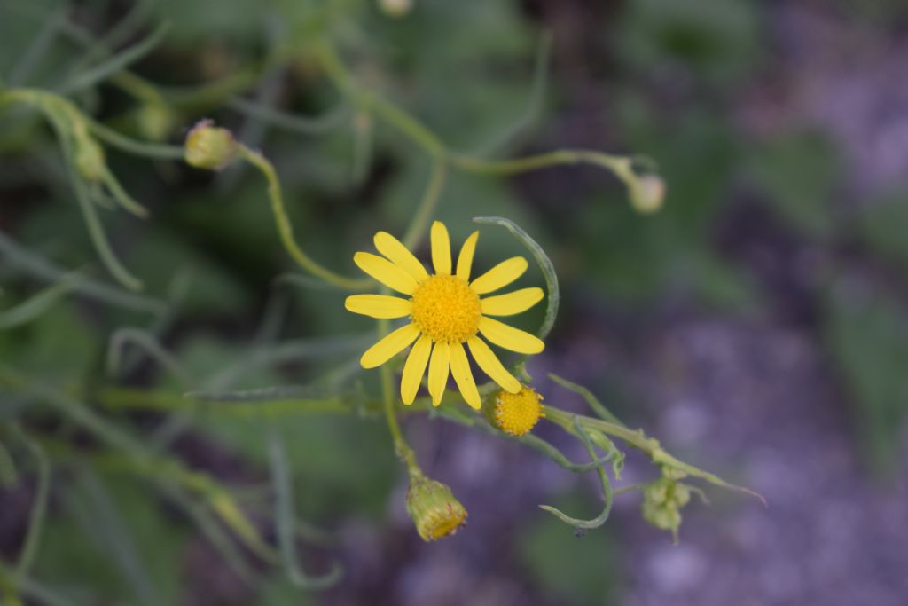 Senecio inaequidens (Asteraceae)