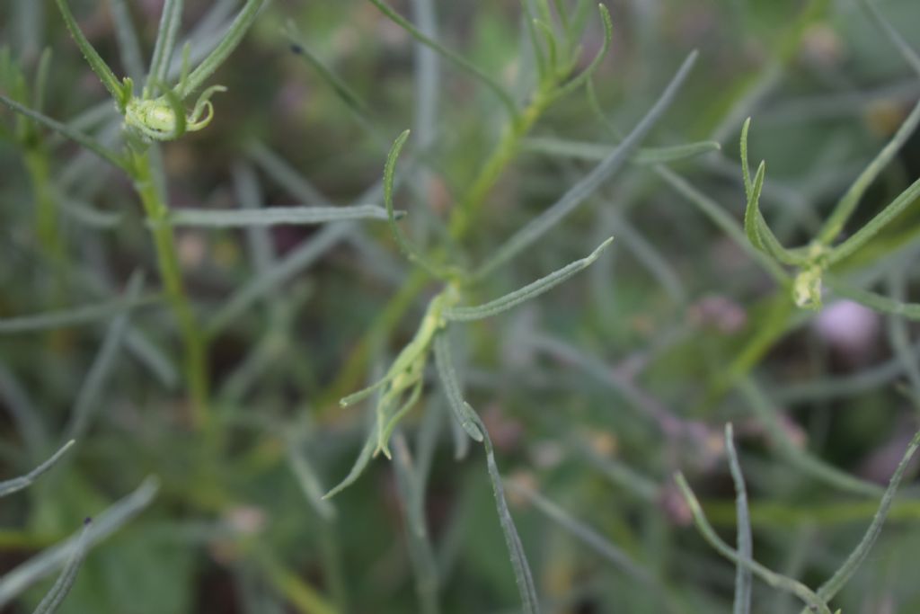 Senecio inaequidens (Asteraceae)