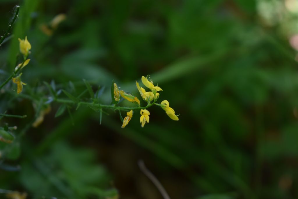Genista germanica (Fabaceae)