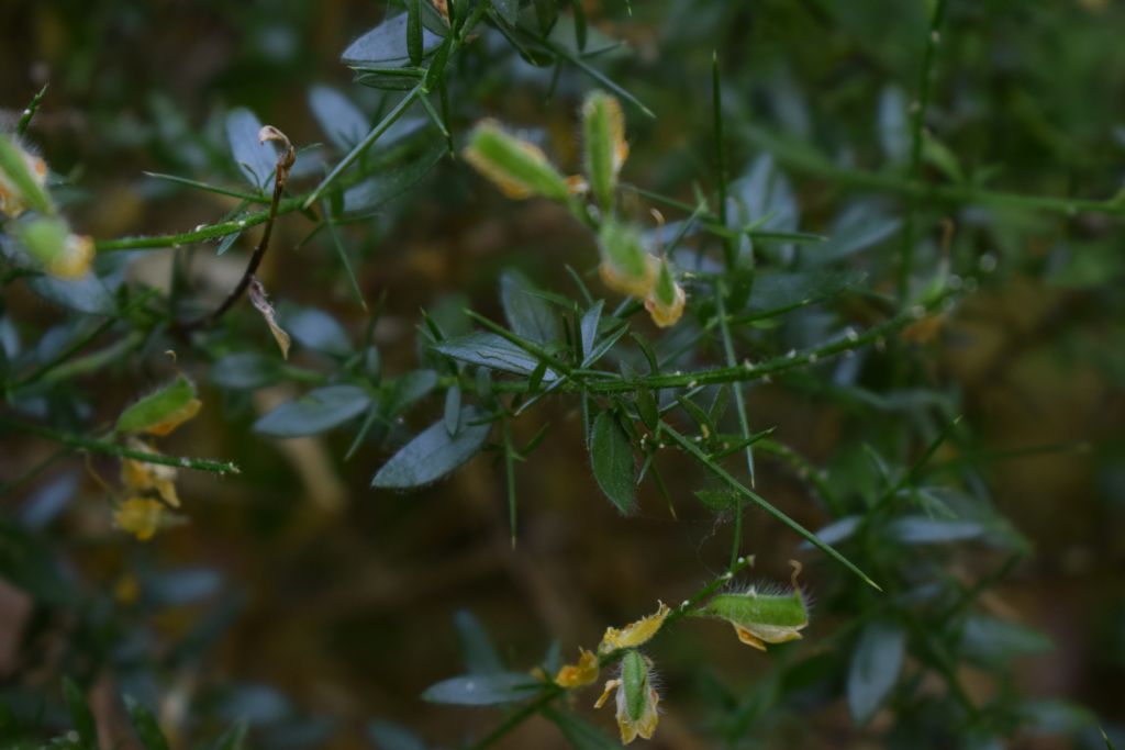 Genista germanica (Fabaceae)