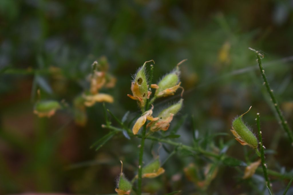 Genista germanica (Fabaceae)