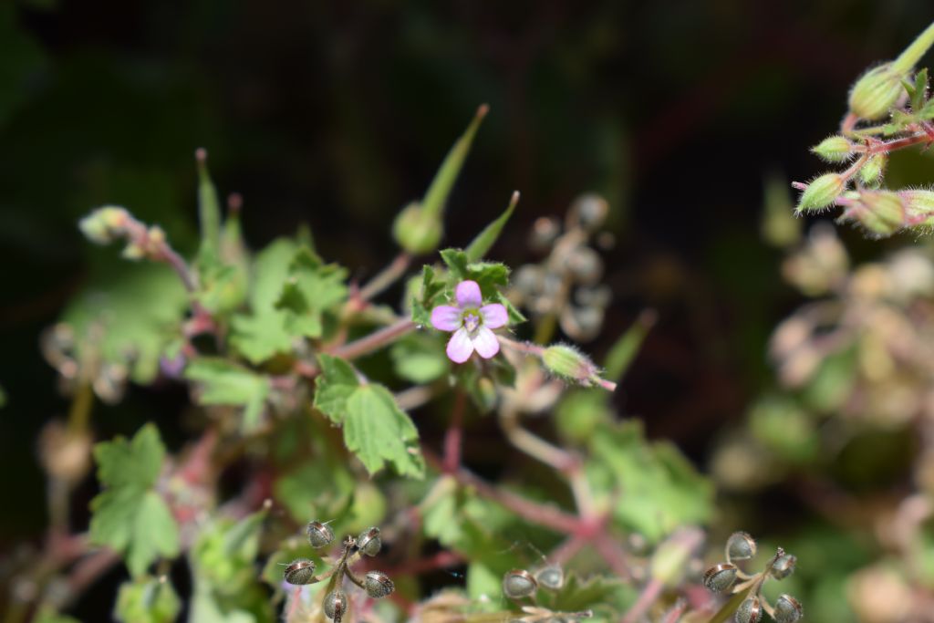 Geranium rotundifolium