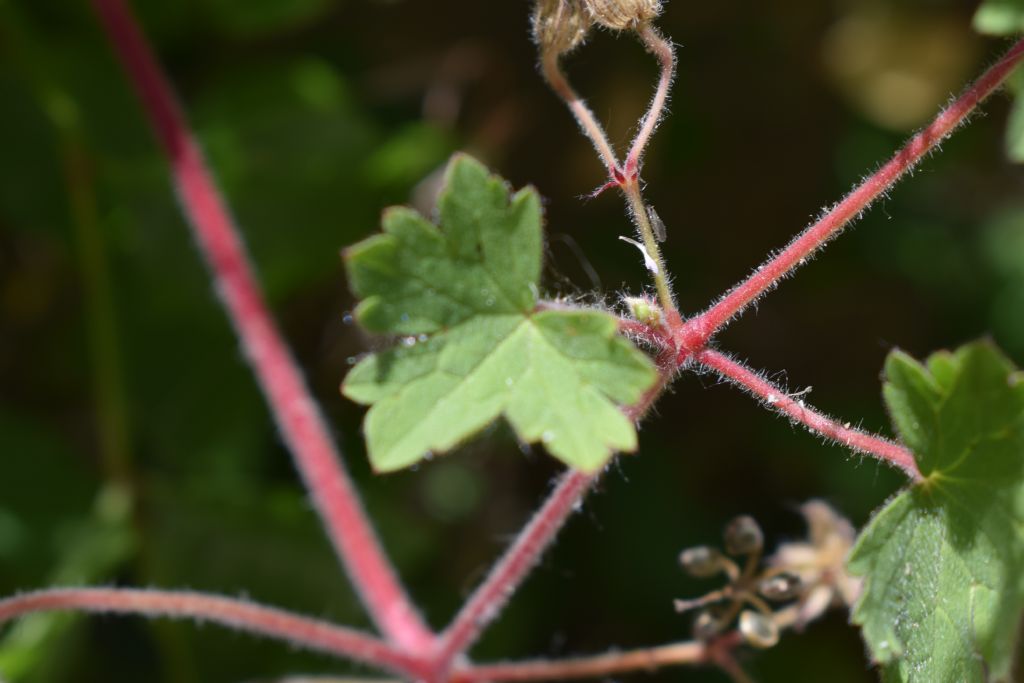 Geranium rotundifolium