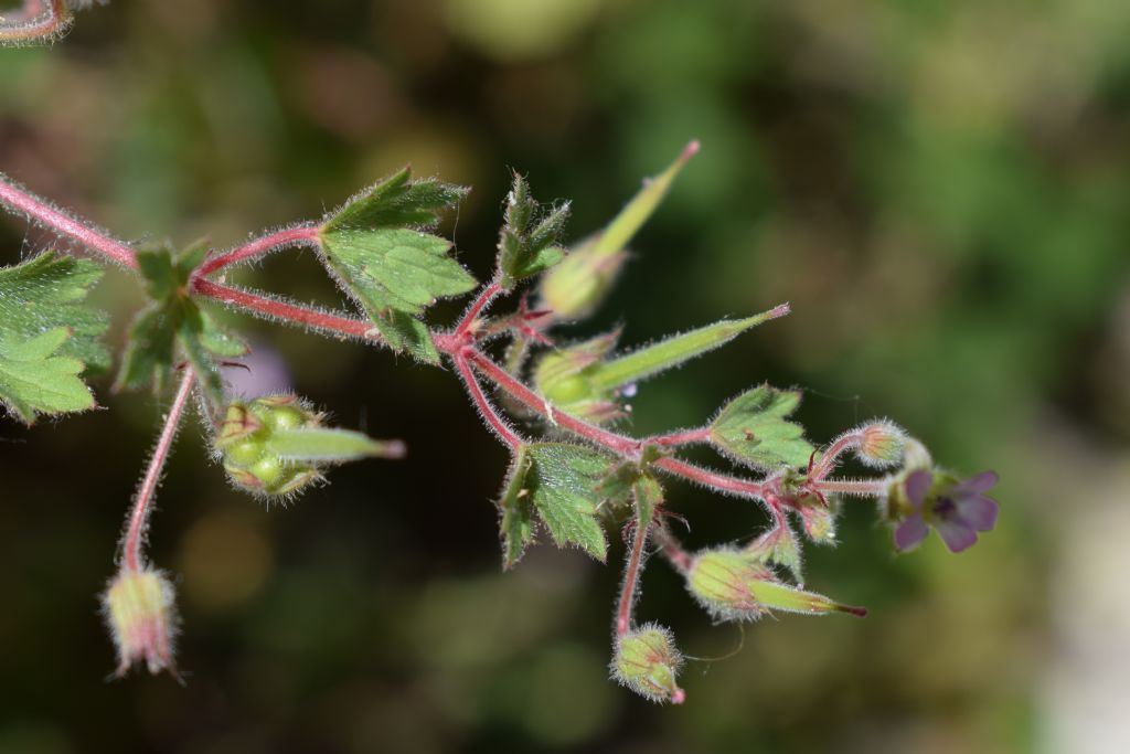 Geranium rotundifolium
