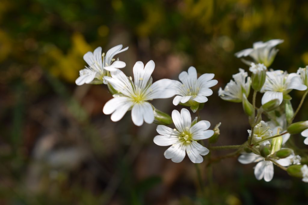 Cerastium arvense