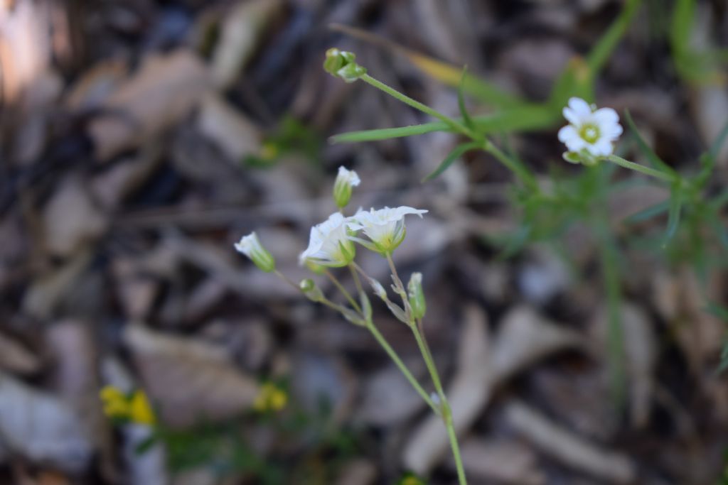 Cerastium arvense