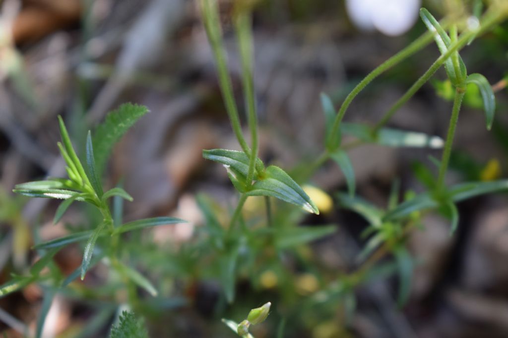 Cerastium arvense