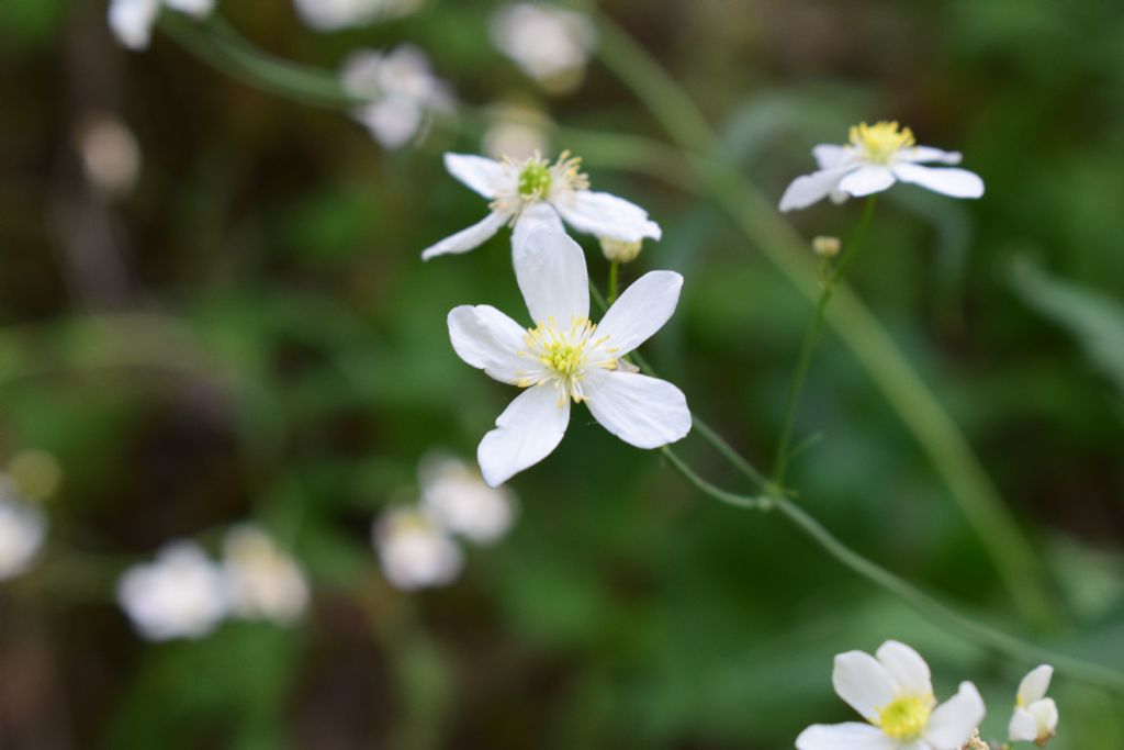 Ranunculus aconitifolius